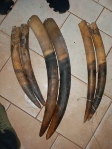 UN TRAFIQUANT D'IVOIRE ARRÊTÉ À MOANDA