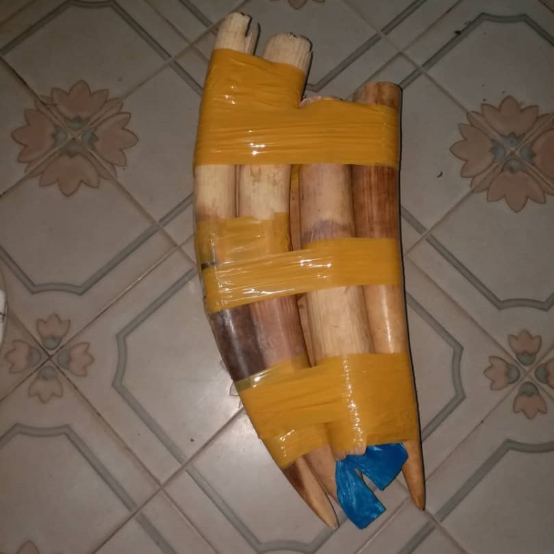 trafiquant d'ivoire saisi à Oyem