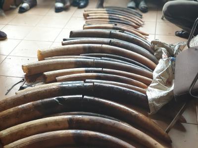 Trafic d'ivoire au Gabon