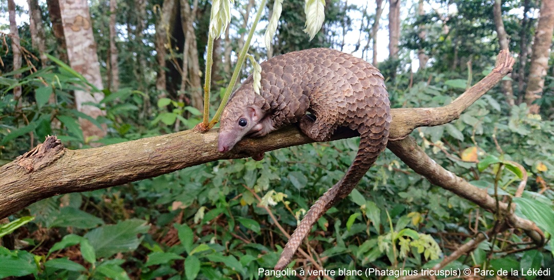 chasse des pangolins et des chauves-souris